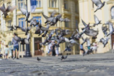 Birçok sokak gri güvercinler büyük bir grup birlikte bir kaldırım üzerinde uçan. Aşağıdan görüntüleyin. Odak bulanıklığı.