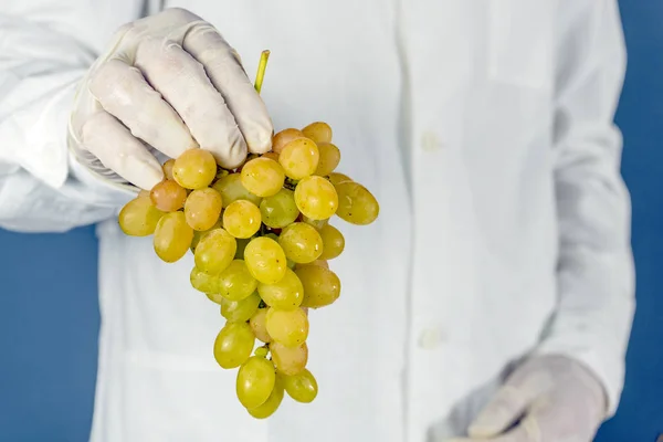 Селективный фокус, мужчина врач держит виноград в руке . — стоковое фото