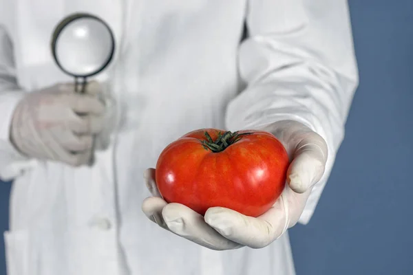 GGO wetenschapper kijkt naar rode tomaat via Vergrootglas - concept van de genetisch gemodificeerde levensmiddelen — Stockfoto