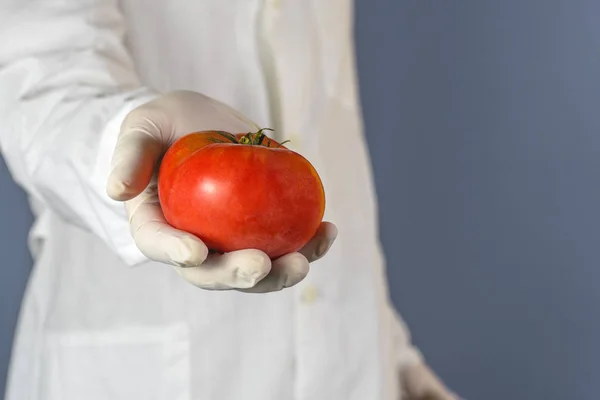 Selective focus Lab technician shows a tomato in a laboratory.