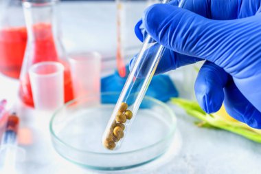Araştırmacı el test tüpleri ile bir tablonun arka planda soya ile bir test tüpü tutar.