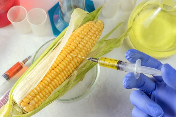 Mano con jeringa y maíz en mesa de laboratorio — Foto de Stock