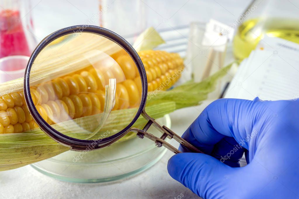 Scientist examining quality of corn seed kernels, close up of hand holding magnifying glass