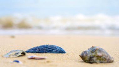 Plaj konsepti. Arka planda deniz kabuğu.