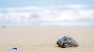 arka plan olarak kum ile deniz kabukları. Plaj konsepti