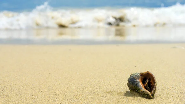 Conchas do mar com areia como fundo. Conceito de praia — Fotografia de Stock