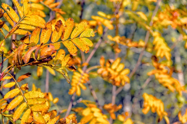 Golden autumn leaves backgraund tree. natural forest. — Stock Photo, Image