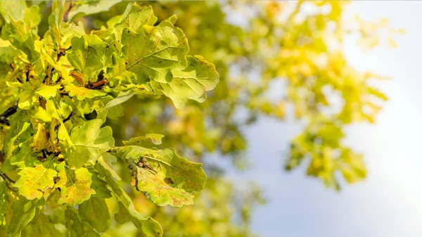 Podzimní zelené a žluté listy. Podzimní malebná krajina. — Stock fotografie