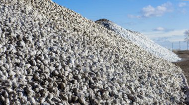 Hasattan sonra yere şeker pancarı yığını,