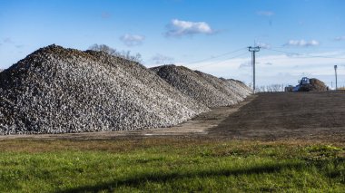 Şeker üretimi için kullanılan pancar kökü yığını. Sonbahar sezonu. Fotoğraf çekilelim. Arka planda mavi gökyüzü.