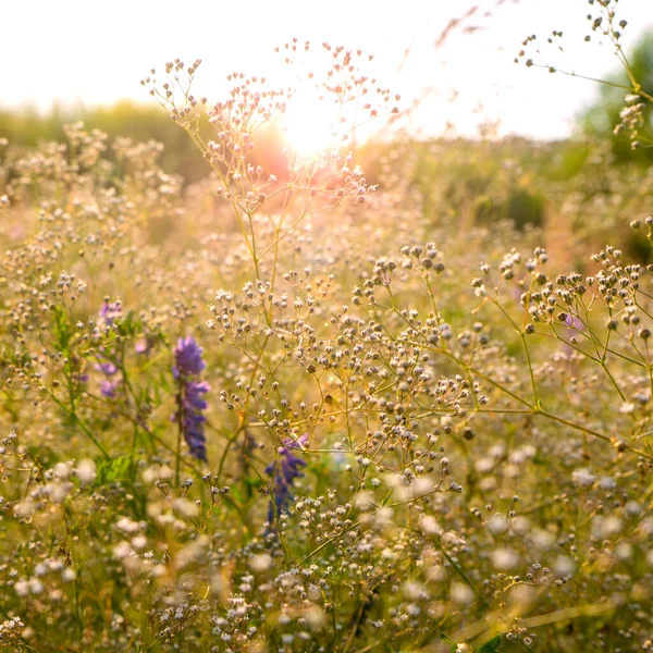 Herbe verte dans le champ avec des rayons de soleil. Fond d'été flou, foyer sélectif. — Photo