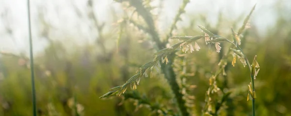 Hierba verde en el campo con rayos de sol. Fondo borroso de verano, enfoque selectivo . — Foto de Stock