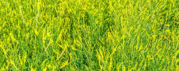 Εικόνα του κίτρινου λουλουδιού του φυτού Melilotus officinalis στο χωράφι. Φυσικό περιβάλλον — Φωτογραφία Αρχείου