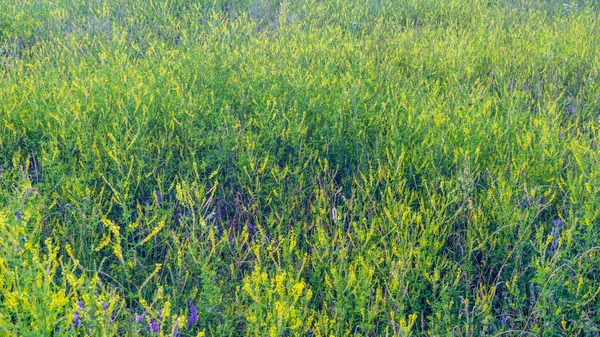 稻草黄花在田间的形象。自然背景 — 图库照片