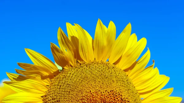 Blog Fényképezés Sunflowers Textures Backgrounds Designers Makro Kilátás Napraforgó Virágzik — Stock Fotó