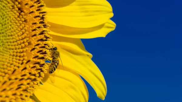 Blog Fényképezés Macro View Sunflower Bloom Blue Sky Napraforgó Textúra — Stock Fotó