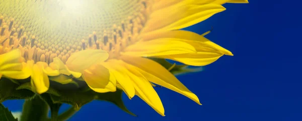 Vue Photo Tournesol Fleurs Ciel Bleu Texture Fond Tournesols Pour — Photo