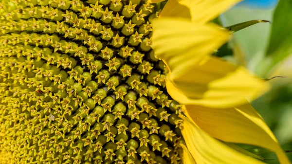 Blog Fényképezés Sunflowers Texture Background Designers Makro Kilátás Napraforgó Virágzik — Stock Fotó