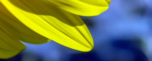 Макрозйомка Соняшнику Квітковому Блакитному Небі Текстура Фон Соняшників Дизайнерів — стокове фото