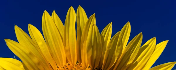 Vue Sur Tournesol Fleurs Ciel Bleu Texture Fond Tournesols Pour — Photo