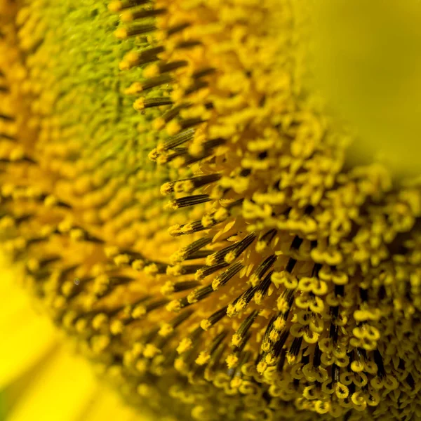 Floarea Soarelui Înfloreşte Textura Floarea Soarelui Fundalul Pentru Designeri — Fotografie, imagine de stoc