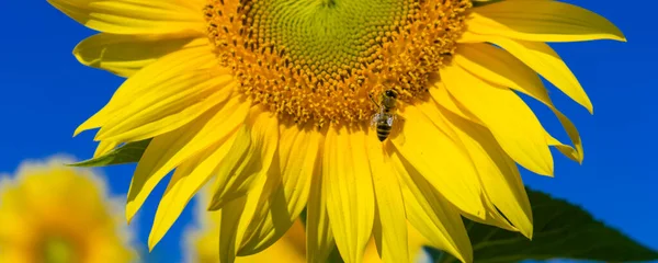 Φωτογραφία Bee Κατά Συλλογή Γύρη Από Άνθη Ηλίανθου — Φωτογραφία Αρχείου