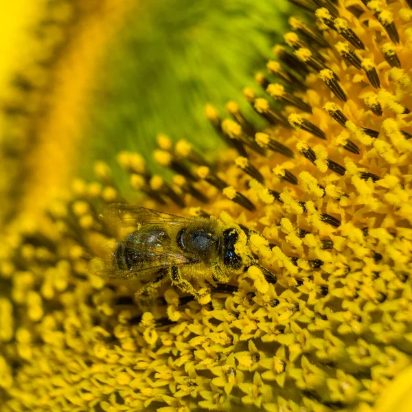 Бджола Зависає Збираючи Пилок Квітки Соняшника Волосся Бджолах Покриті Жовтим — стокове фото