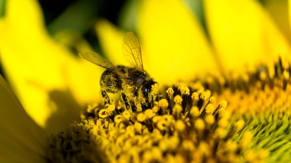 Egy Méhecske Miközben Virágport Gyűjt Napraforgóból Méh Haját Sárga Pollen — Stock Fotó