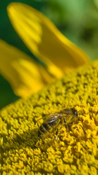 Egy Méhecske Miközben Virágport Gyűjt Napraforgóból Méh Haját Sárga Pollen — Stock Fotó