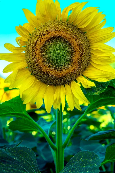 Tournesol Jaune Vif Tournesol Est Placé Contre Ciel Bleu Clair — Photo