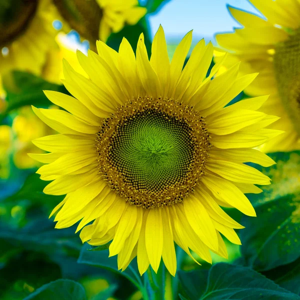 Tournesol Jaune Vif Tournesol Est Placé Contre Ciel Bleu Clair — Photo