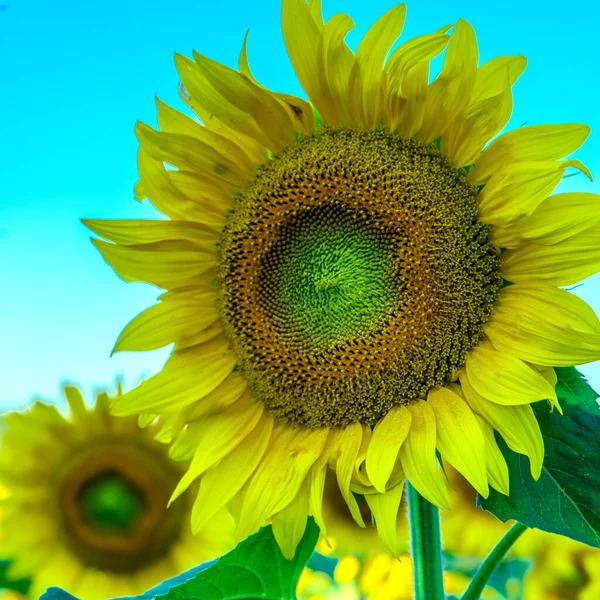 Fényképezés Yellow Sunflower Napraforgó Áll Mezőn — Stock Fotó