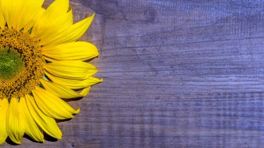 Fotoğraf: Ahşap zemin üzerinde ayçiçeği, kapat, boşluğu kopyala.