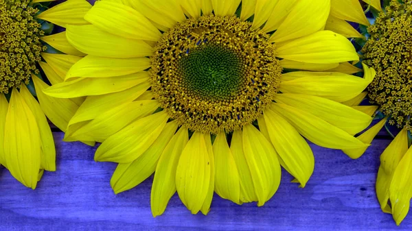 Photo Gros Plan Tournesols Jaunes Sur Fond Bois Concept Récolte — Photo