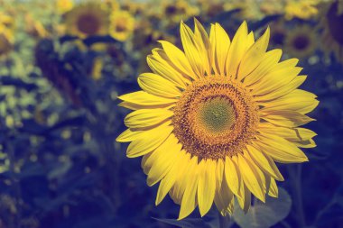 Ay çiçeği açan doğal bir arka plan, yaz. Tarım kavramı. Ayarlanmış.