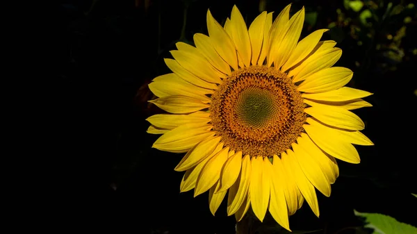 Banner Sunflower ανθίζει φυσικό υπόβαθρο, το καλοκαίρι. Έννοια γεωργία. — Φωτογραφία Αρχείου