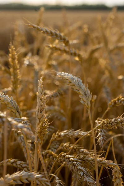 Campo de trigo perto. Fundo de amadurecimento orelhas de campo de trigo prado. Conceito de colheita rica — Fotografia de Stock