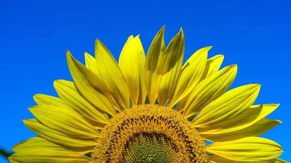 Nahaufnahme einer Sonnenblume vor blauem Himmel — Stockfoto