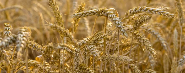 Buğday tarlası ve altın buğday başakları. Zengin hasat kavramı.