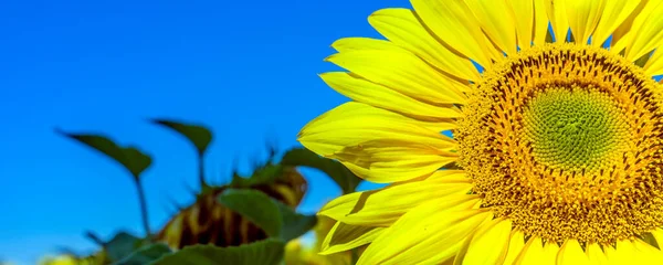 Gros plan de la fleur de soleil contre un ciel bleu — Photo