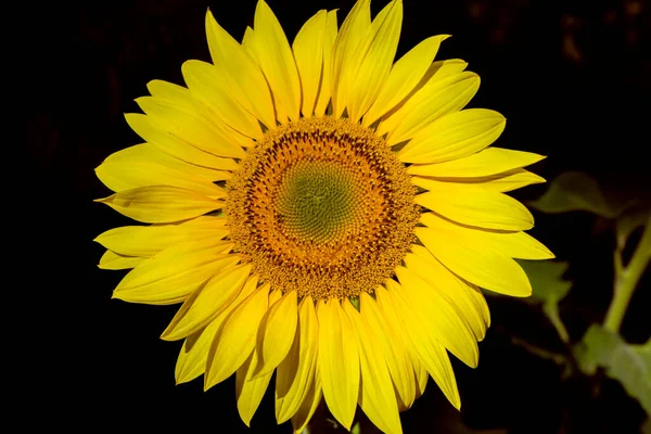 Photo Tournesol Fleurissant Fond Naturel Été Concept Agriculture — Photo