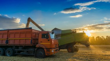 Buğday tarlasında gün batımında hasadı birleştiren fotoğraf.
