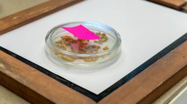 Biyokimya laboratuvarında yiyecek kalitesi için fotoğraf mikrobiyolojisi testi