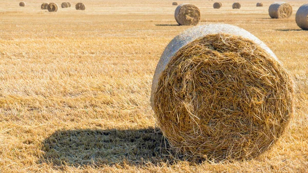 Foto Pila Seca Paja Campo Segado Atardecer Textura Fondo Después —  Fotos de Stock