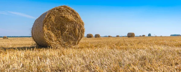 Campo Trigo Con Grandes Fardos Redondos Paja Que Descansan Sobre —  Fotos de Stock