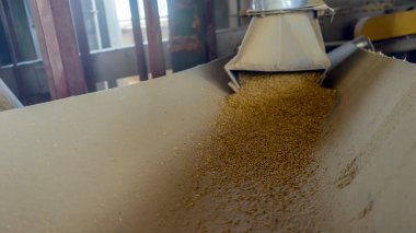 Asansörde tahıl taşıyıcısı var. Tarım Sanayi Arkaplanı