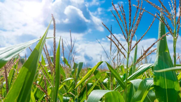 Foto Campo Maíz Finales Del Verano Contra Cielo Nublado Plano —  Fotos de Stock