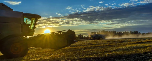 Banner, hasatçı tarım makinesini birleştirip gün batımında altın olgun buğday tarlalarını hasat ediyor. Tarım