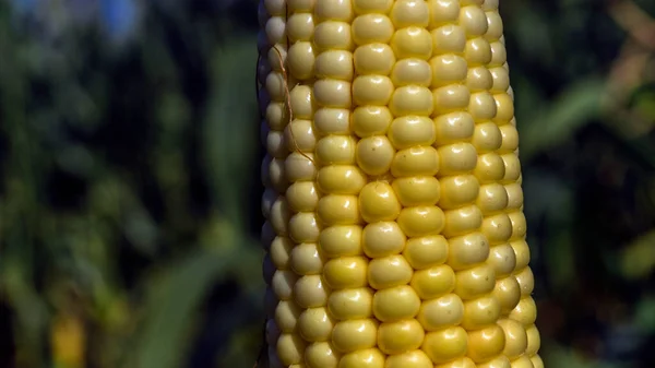 Photo closeup corn on the stalk in the corn field