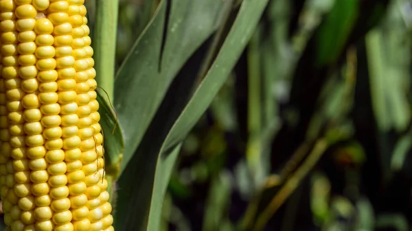 Фото Крупним Планом Кукурудза Стеблі Кукурудзяному Полі — стокове фото